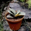 Gasteria Minima Variegated Succulent Plant -Cute Farms Shop Gasteria Minima Variegated