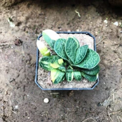 Gasteria Bicolor Var. Liliputana F. Variegata Succulent Plant 5 Gasteria Bicolor Var. Liliputana F. Variegata Succulent Plant -Cute Farms Shop Gasteriabicolorvar.liliputanaf.variegata 1