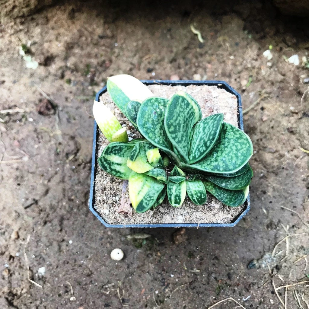 Gasteria Bicolor Var. Liliputana F. Variegata Succulent Plant 3 Gasteria Bicolor Var. Liliputana F. Variegata Succulent Plant - Image 3