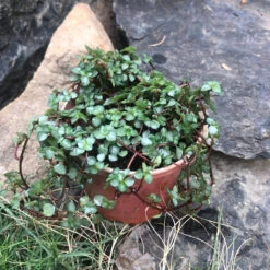 Pilea Glauca Blue Succulent Plant