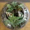 Goosefoot In A Forest Terrarium Kit -Cute Farms Shop Goosefoot in a forest 1