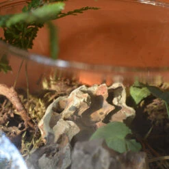 Goosefoot In A Forest Terrarium Kit -Cute Farms Shop Goosefoot in a forest 3