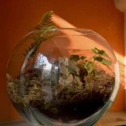 Goosefoot In A Forest Terrarium Kit -Cute Farms Shop Goosefoot in a forest 4