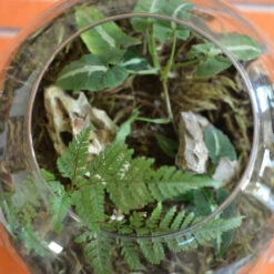 Goosefoot In A Forest Terrarium Kit -Cute Farms Shop Goosefoot in a forest 5