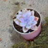 Graptosedum Alpenglow Succulent Plant 7 Graptosedum Alpenglow Succulent Plant -Cute Farms Shop Graptosedum Alpenglow 1