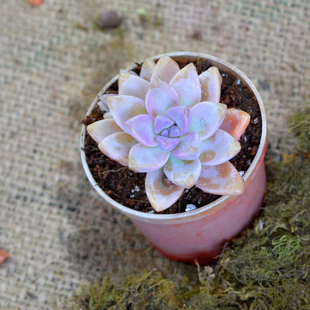Graptosedum Alpenglow Succulent Plant 1 Graptosedum Alpenglow Succulent Plant