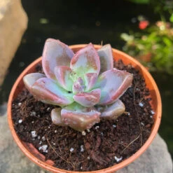 Graptosedum California Sunset Succulent Plant