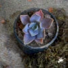Graptoveria Fred Ives Succulent Plant -Cute Farms Shop Graptoveria Fre ives 1