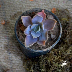 Graptoveria Fred Ives Succulent Plant