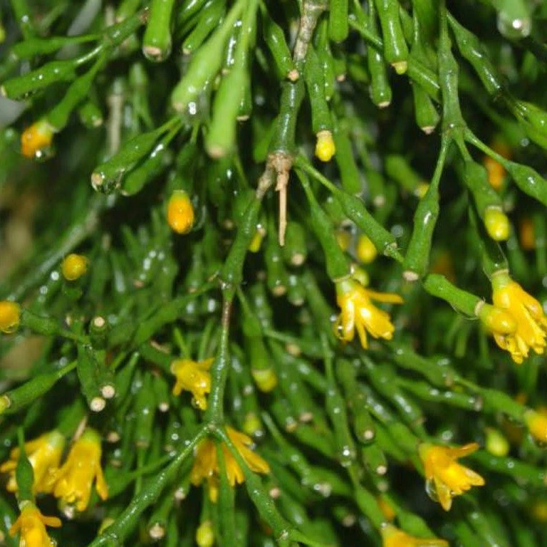 Hatiora Salicornioides Dancing Bones Succulent Plant 2 Hatiora Salicornioides Dancing Bones Succulent Plant - Image 2