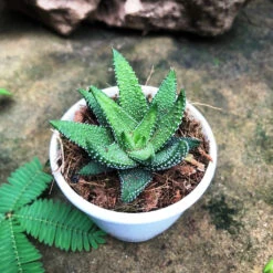 Haworthia Attenuata Enon Succulent Plant -Cute Farms Shop HaworthiaAttenuataEnon 3