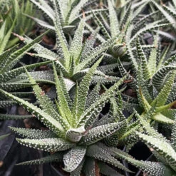 Haworthia Attenuata Var. Radula Succulent Plant -Cute Farms Shop HaworthiaAttenuataRadula