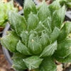 Haworthia Cooperi Succulent Plant 5 Haworthia Cooperi Succulent Plant -Cute Farms Shop HaworthiaCooperi