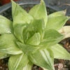 Haworthia Cuspidata Variegated Succulent Plant -Cute Farms Shop HaworthiaCuspidataVariegated