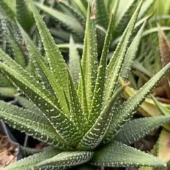 Haworthia Fasciata Succulent Plant