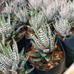 Haworthia Fasciata Alba Succulent Plant -Cute Farms Shop HaworthiaFasciataAlba