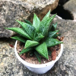 Haworthia Limifolia Jewel Succulent Plant -Cute Farms Shop HaworthiaLimifoliaJewel 1