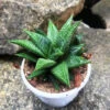 Haworthia Limifolia Jewel Succulent Plant -Cute Farms Shop HaworthiaLimifoliaJewel 2