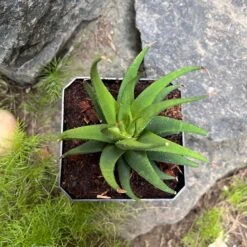 Haworthia Longiana Succulent Plant 6 Haworthia Longiana Succulent Plant -Cute Farms Shop HaworthiaLongiana 1