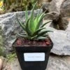 Haworthia Longiana Succulent Plant -Cute Farms Shop HaworthiaLongiana 2