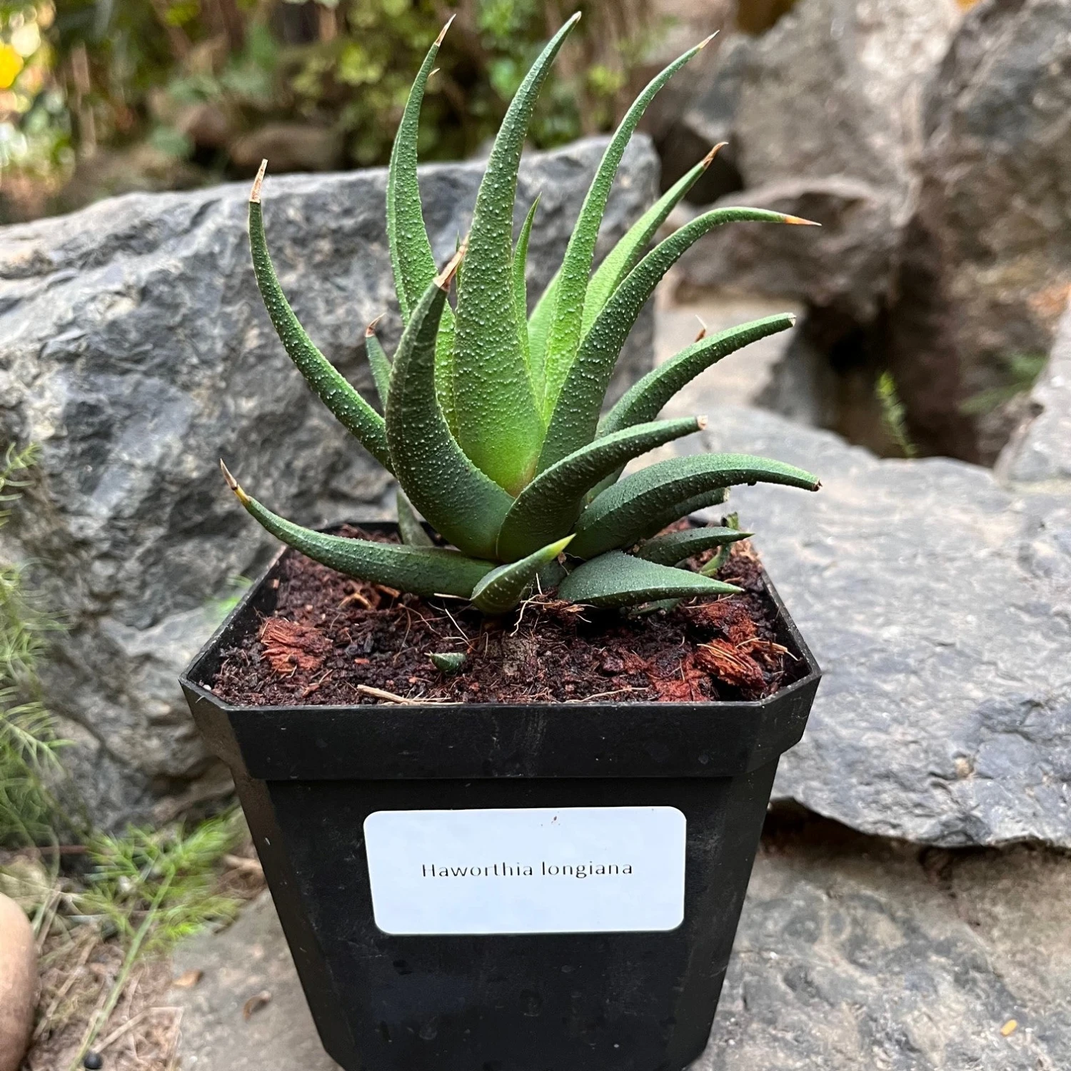 Haworthia Longiana Succulent Plant 1 Haworthia Longiana Succulent Plant