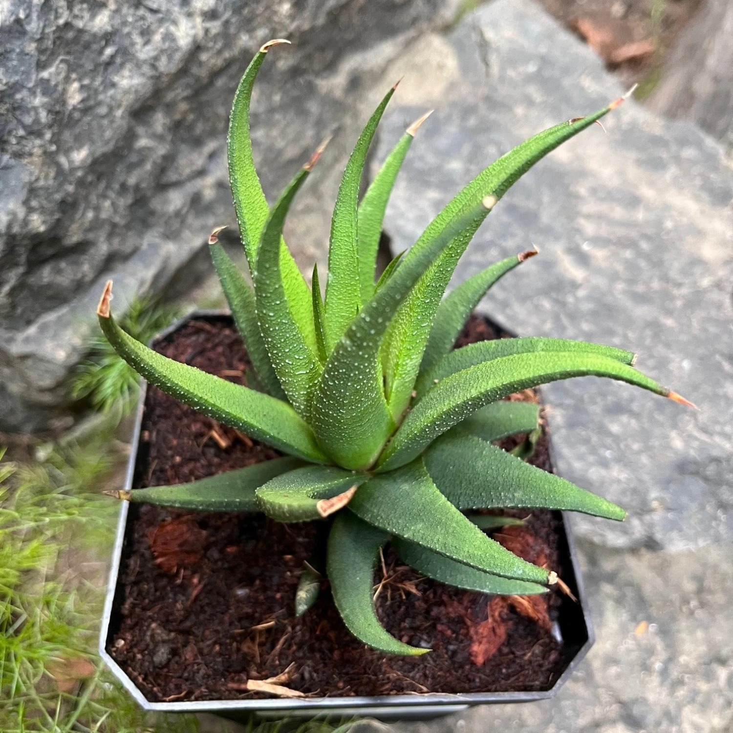 Haworthia Longiana Succulent Plant 4 Haworthia Longiana Succulent Plant - Image 4