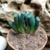 Haworthia Maughanii Succulent Plant -Cute Farms Shop HaworthiaMaughanii 1