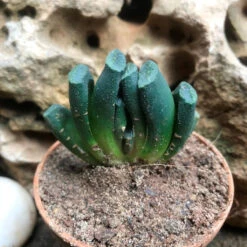 Haworthia Maughanii Succulent Plant
