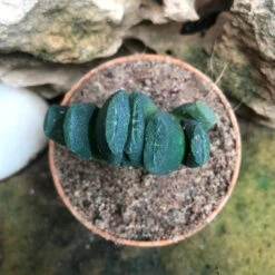 Haworthia Maughanii Succulent Plant -Cute Farms Shop HaworthiaMaughanii 3