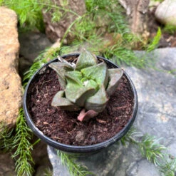 Haworthia Mirabilis Succulent Plant -Cute Farms Shop HaworthiaMirabilis 1