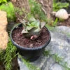 Haworthia Mirabilis Succulent Plant 5 Haworthia Mirabilis Succulent Plant -Cute Farms Shop HaworthiaMirabilis 2