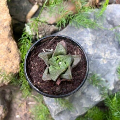 Haworthia Mirabilis Succulent Plant -Cute Farms Shop HaworthiaMirabilis 92d3ac1f 8743 42a3 8a8a e6ae5c9ddba4
