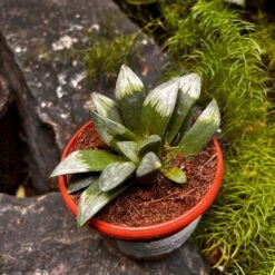 Haworthia Mutica 'Midnight Sun' Succulent Plant -Cute Farms Shop HaworthiaMutica MidnightSun