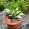 Haworthia Mutica 'Midnight Sun' Succulent Plant 3 Haworthia Mutica 'Midnight Sun' Succulent Plant -Cute Farms Shop HaworthiaMutica MidnightSun 2
