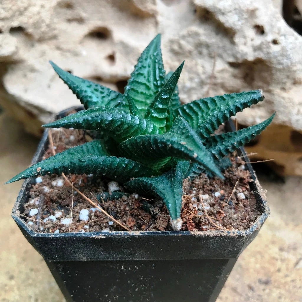 Haworthia Nigra Succulent Plant 1 Haworthia Nigra Succulent Plant