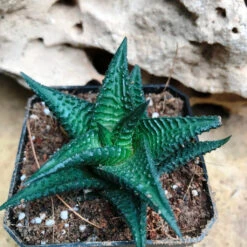 Haworthia Nigra Succulent Plant 5 Haworthia Nigra Succulent Plant -Cute Farms Shop HaworthiaNigra 7