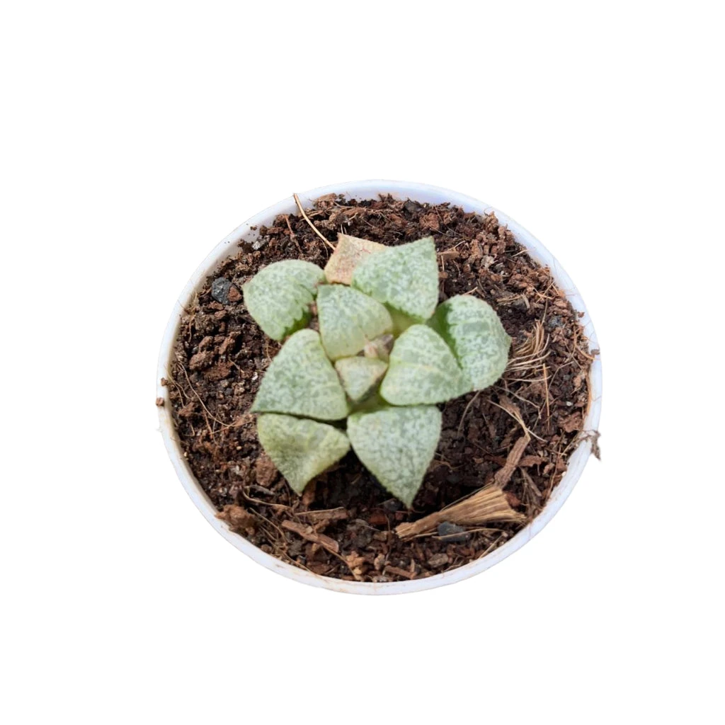 Haworthia Picta Mount Everest Succulent Plant 2 Haworthia Picta Mount Everest Succulent Plant - Image 2