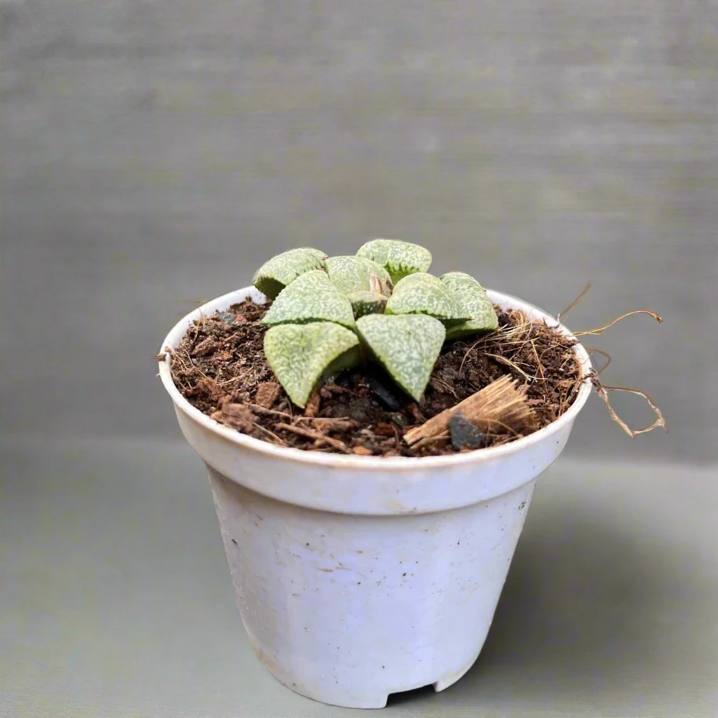 Haworthia Picta Mount Everest Succulent Plant 1 Haworthia Picta Mount Everest Succulent Plant