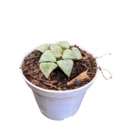 Haworthia Picta Mount Everest Succulent Plant 5 Haworthia Picta Mount Everest Succulent Plant -Cute Farms Shop HaworthiaPictaMountEverest