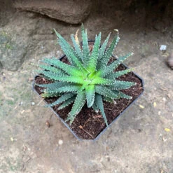 Haworthia Pumila Succulent Plant -Cute Farms Shop HaworthiaPumila 1