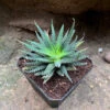 Haworthia Pumila Succulent Plant -Cute Farms Shop HaworthiaPumila 2