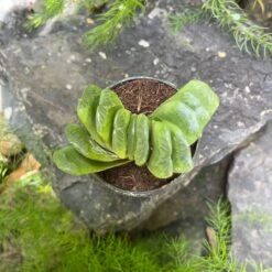 Haworthia Truncata 'Lime Green' Succulent Plant -Cute Farms Shop HaworthiaTruncata LimeGreen