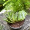 Haworthia Truncata 'Lime Green' Succulent Plant -Cute Farms Shop HaworthiaTruncata LimeGreen 2