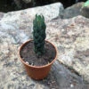 Haworthia Coarctata Succulent Plant 5 Haworthia Coarctata Succulent Plant -Cute Farms Shop Haworthia Coarctata
