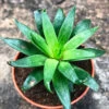 Haworthia Cooperi Baker Succulent Plant -Cute Farms Shop Haworthia Cooperi 1