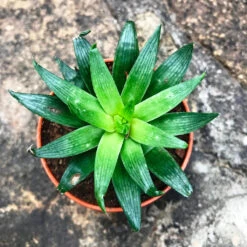 Haworthia Cooperi Baker Succulent Plant -Cute Farms Shop Haworthia Cooperi 3