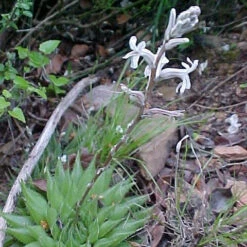 Haworthia Cooperi Baker Succulent Plant -Cute Farms Shop Haworthia Cooperi Flower
