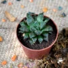 Haworthia Cuspidata Succulent Plant -Cute Farms Shop Haworthia Cuspidata 2