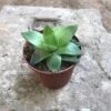 Haworthia Cymbiformis Succulent Plant -Cute Farms Shop Haworthia Cymbiformis