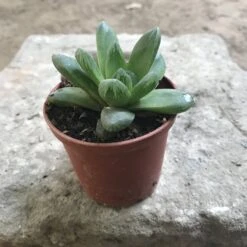 Haworthia Cymbiformis Var Obtus Succulent Plant 5 Haworthia Cymbiformis Var Obtus Succulent Plant -Cute Farms Shop Haworthia Cymbiformis Var Obtus
